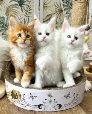 11 weeks old Maine Coon Kittens