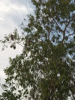 سماح ابو حطب 