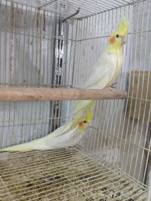 زوج كوكتيل شكري عيون حمر شرط الإنتاج حالياً مبيضات وبيض شاد