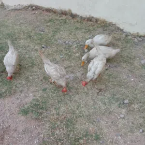 تلاته دجاجات بيض يدحو ومعهم زوز دكوره بط ابيض بكين للبيع 80 مع بعض كزيوني