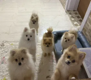 Dog Pomeranian