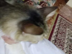 قطه شعرانية