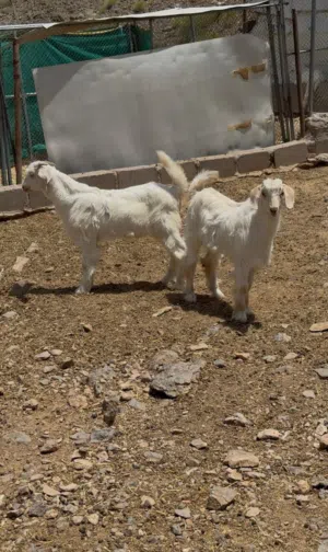 تيوس من حلال الجواميد