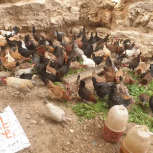 بيض بلدي مخصب مكفول ومضمون 95 بالميه تخصيب. الأتستراد عند مستشفى جبل الزيتون