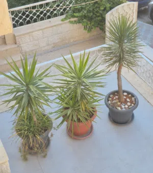 4 نباتات زينة خارجية للبيع  مع التراب و القوار  و الحجر  كامل مثل الصورة