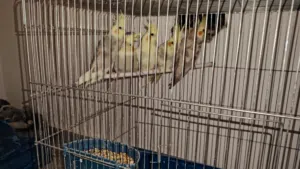 كوكتيل للبيع مع قفص