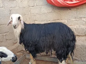 كبش نجدي لبيع