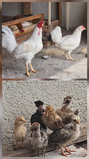 ديج ودجاجه