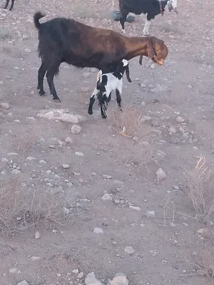 ‏ماعز‏4