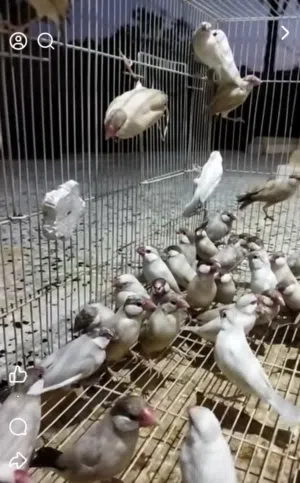 زيبرا بوده صحتها الله يبارك 15 طرف السعر 50 دينار الطرف جمله على 40