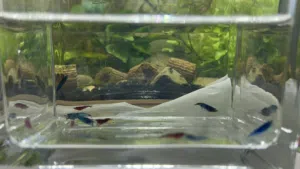 Cherry Shrimp