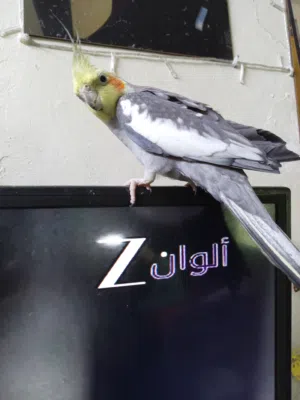 حبة كوكتيل شبه اليف