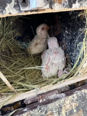 فروخ روز البينو