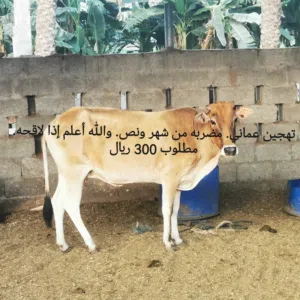 مجموعة أبقار للبيع