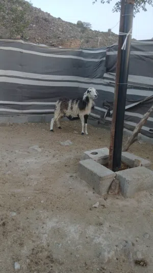 جاعده عمانيه
