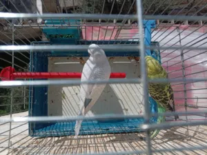 طيور حب للبيع