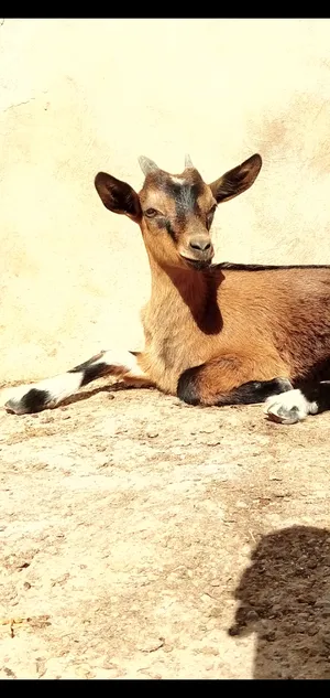 ‏ماعز‏1