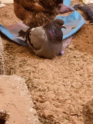السلام عليكم ورحمة الله وبركاته متاح كوبية فرنش تجري علي الدحي