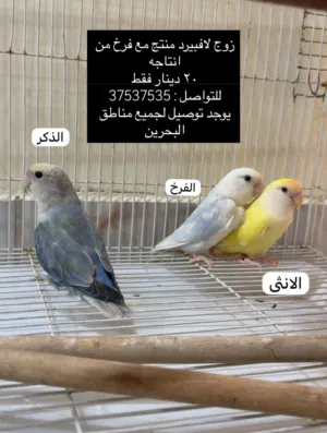 زوج لافبيرد منتج مع فرخ من انتاجه