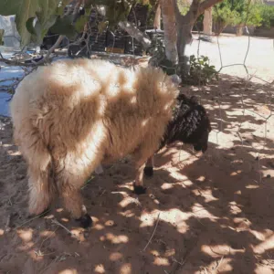 فطيمه برقاويه