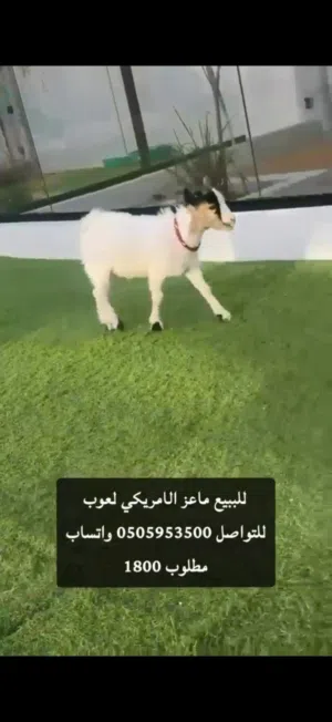 ماعز القزم الامركي