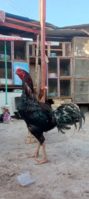 السلام عليكم دجاج هندي للبيع بسعر مناسب(البيع كلهن سويه)