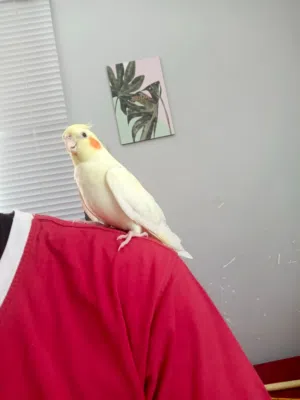 ببغاء كوكتيل اليف عين حمرة
