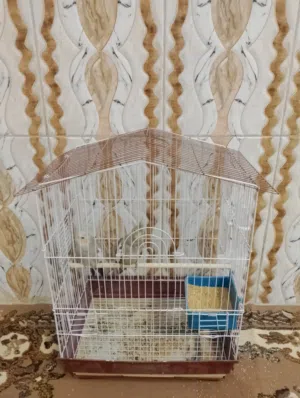 زوج كوكتيل حبشي للبيع الفحل جاي يلكط كلام اقرة الوصف