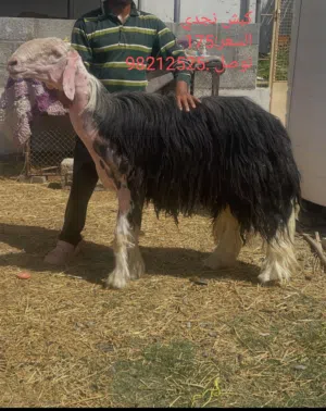 حلال لبيع كبش نجدي وشاهد تحته سخله