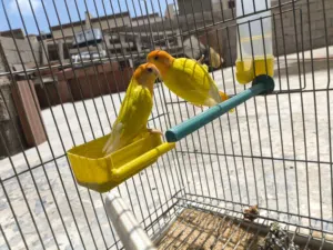 كوبي بركديلو اورنج البيع تحته 5دحيت