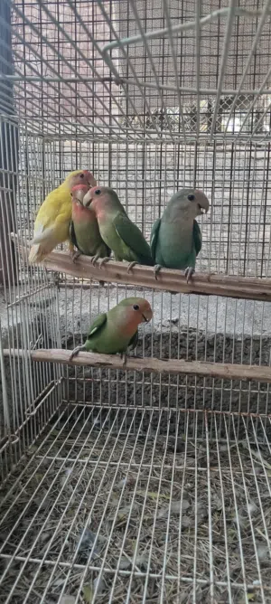 بغبغاء الروز زوج و فردي