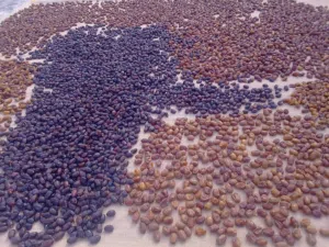 تمور و رطب/ dates