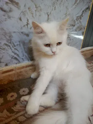 قطه للبيع مع اكسواراتها