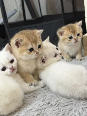 small scotch white and gold cats