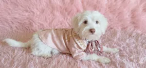 عشاق التميز والدلال! للبيع بنوتة بوميرانيان (Pomeranian) عمر 90 يوم (3 شهور)، قمة في النظافة