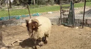 كبش نعيمي أصل