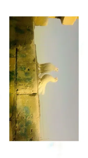 حمام شمسي عرايس.....................................................................................
