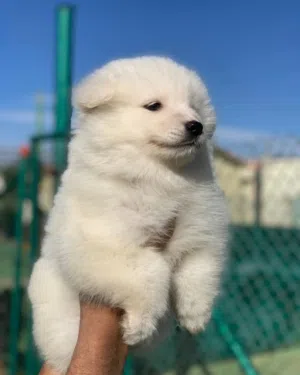 Samoyed puppies
