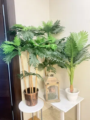 Plants - pick up only in Mangaf.