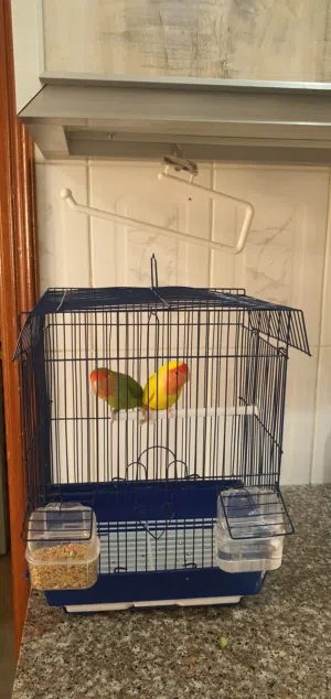 طيور روز love birds فشر طيور حب