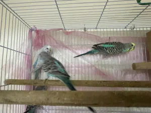 budgies for sale pair if you want to video talk to me WhatsApp