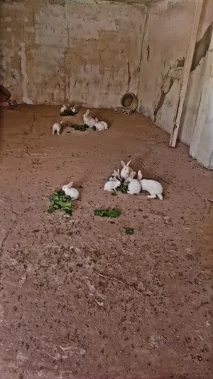 ارانب أحجام مختلفه للبيع