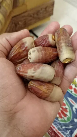 تمر نغال جديد