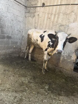 بقر عشار سلالة خارجيهً للبيع