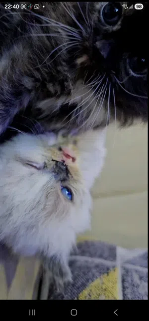 اللي بده قطه اهلا وسهلا