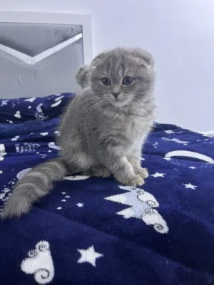 سكوتش فولد ذكر وانثى للبيع العمر شهرين