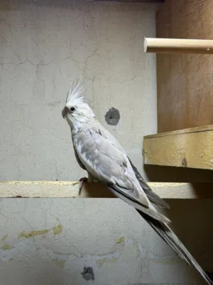 للبيع طير كوكتيل وايت فيس