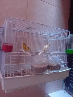 عصافير كناري واتيات الله ايبارك اقرا الوصف