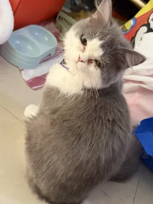 Kitten 4-5 months old very friendly