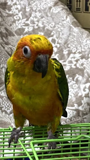 صن كنيور اليف جدا